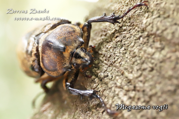 ボグティヒメゾウカブト