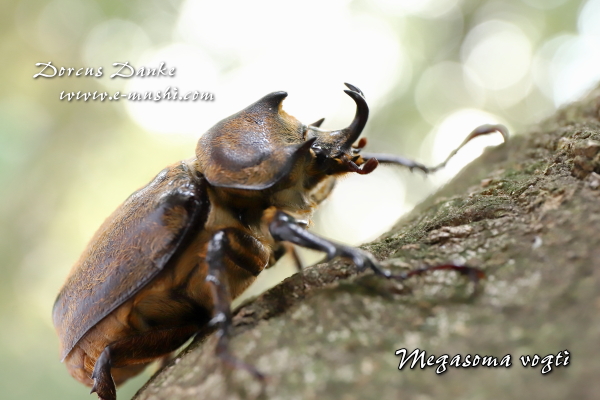 ボグティヒメゾウカブト