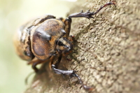 ボグティヒメゾウカブト_イメージ