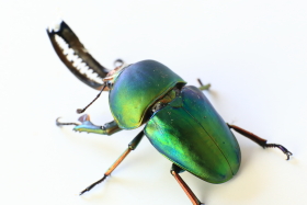 パプアキンイロクワガタ