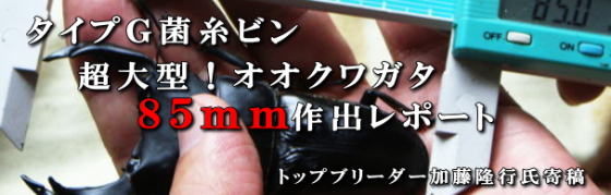 タイプG菌糸ビンオオクワ85mm作出レポート