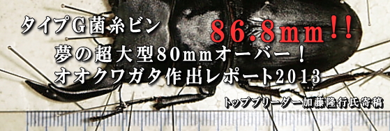 超大型血統オオクワガタ