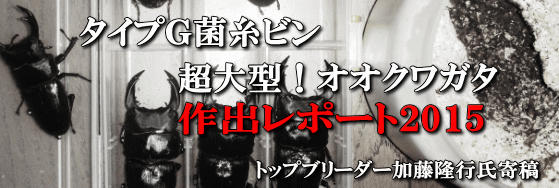 菌糸ビン飼育レポート２０１５