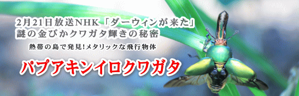 NHK ダーウィンが来た 謎の金ぴかクワガタ輝きの秘密 パプアキンイロクワガタ