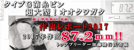 菌糸ビン飼育レポート２０１７