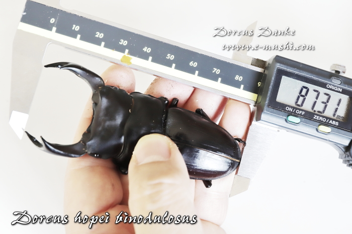 超大型S-KD系統オオクワガタ87mm