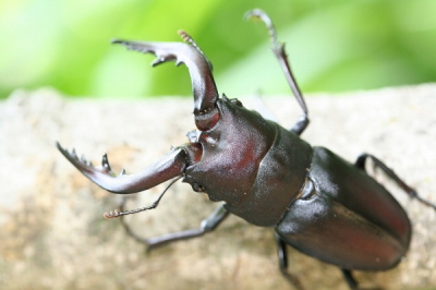 自由研究応援企画！　３日でできる自由研究（ノコギリクワガタ編）
