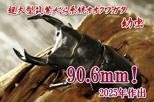 筑紫KS系統オオクワガタ｜ドルクスダンケ