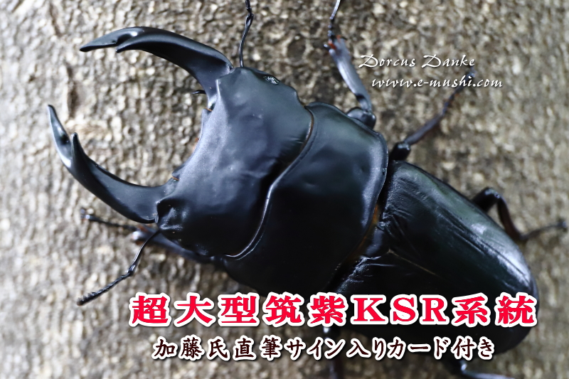 超大型筑紫ＫＳＲ系統オオクワガタ成虫
