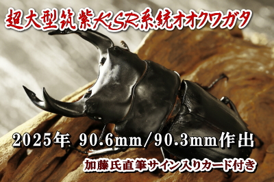 超大型血統オオクワガタ ｜ドルクスダンケ