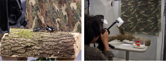 甲虫バトル ムシファイターDVDブック