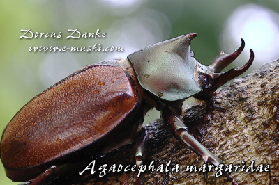 マルガリータヒナカブト｜ドルクスダンケ