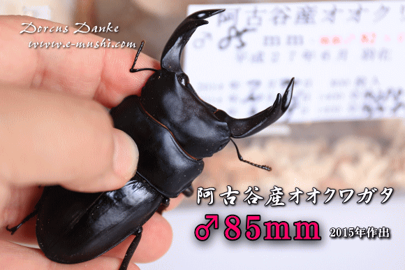 阿古谷産オオクワガタ 阿古谷産オオクワガタ