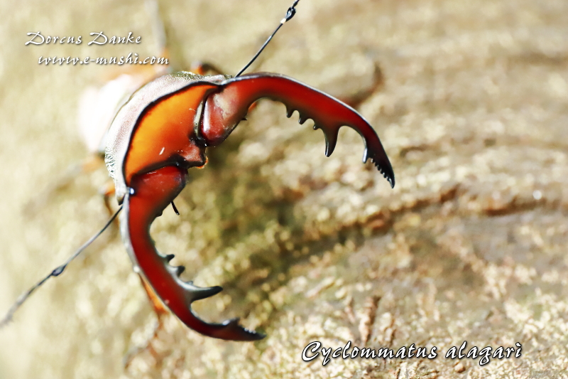 アラガールホソアカクワガタ｜ドルクスダンケ