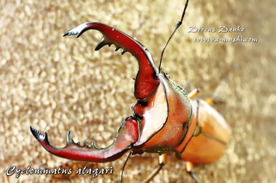 アラガールホソアカクワガタ_イメージ