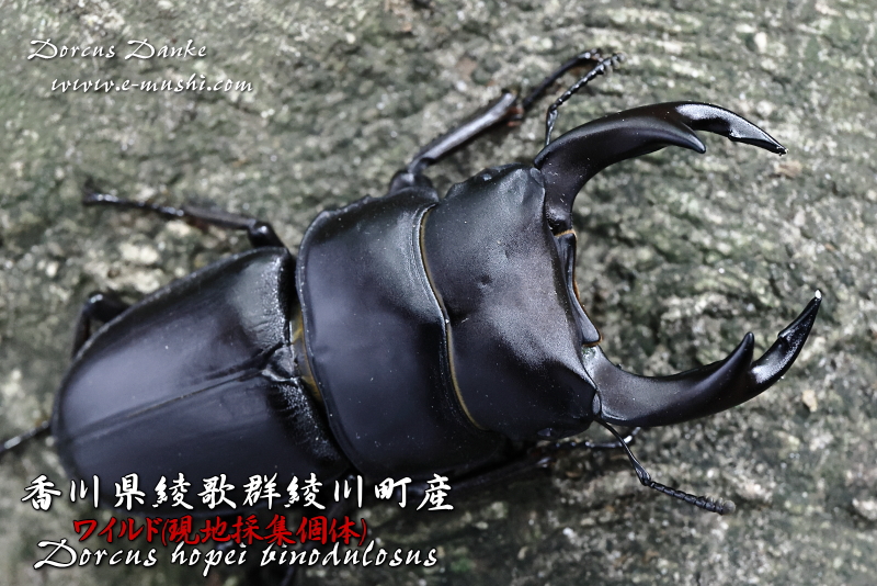 香川県綾歌群綾川町産オオクワガタ_イメージ1