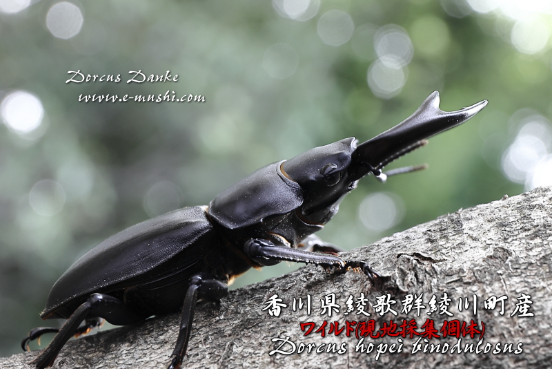 香川県綾歌群綾川町産オオクワガタ_イメージ2