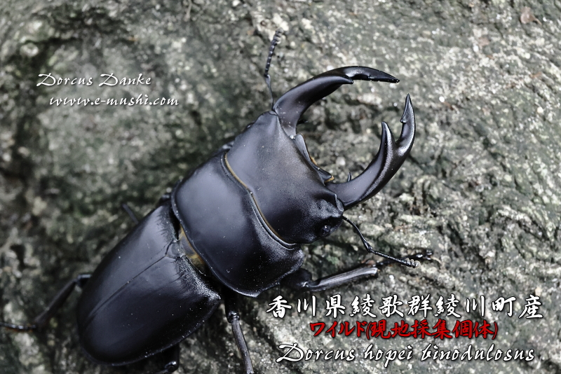 香川県綾歌群綾川町産オオクワガタ_イメージ3