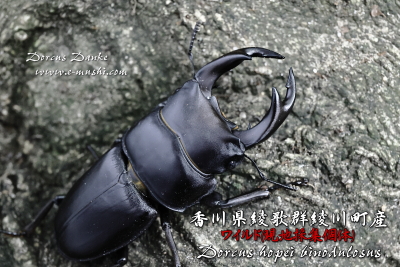 香川県綾歌群綾川町産オオクワガタ_イメージ