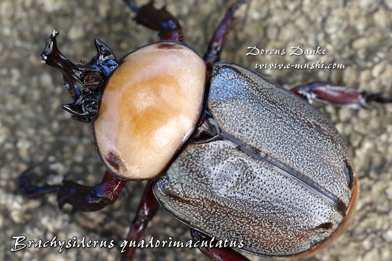 ヨツボシヒナカブト｜ドルクスダンケ