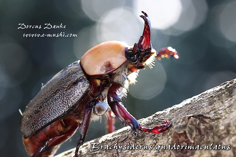 ヨツボシヒナカブト｜ドルクスダンケ