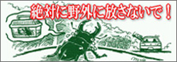 外国産のクワガタ カブトムシを逃がさないで