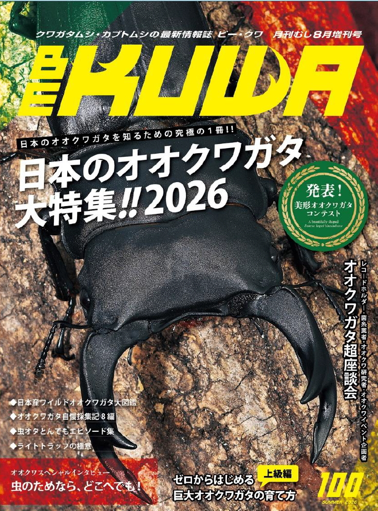 日本のオオクワガタ大特集!!