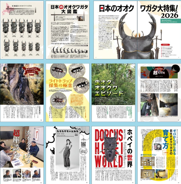 クワガタ