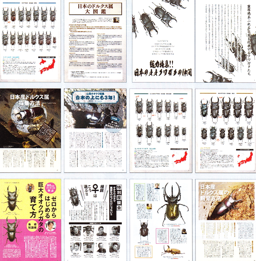 BE・KUWA（ビー・クワ）71号☆総力特集！日本のオオクワガタの仲間