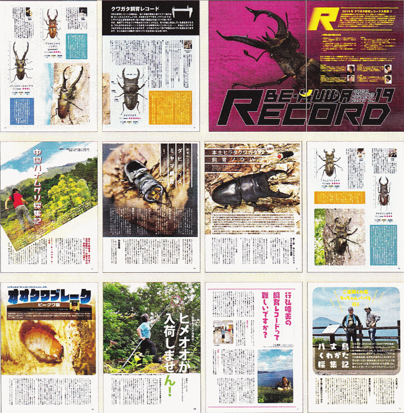 BE・KUWA（ビー・クワ）73号★第１９回クワガタ飼育レコードコンテスト