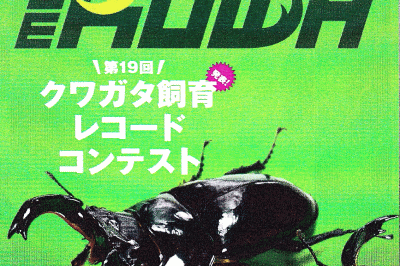 BE・KUWA（ビー・クワ）73号★第１９回クワガタ飼育レコードコンテスト