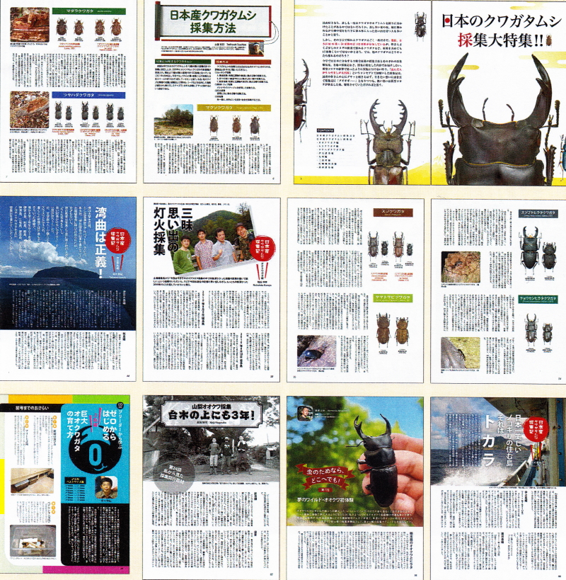 BE・KUWA（ビー・クワ）80号☆日本のクワガタムシ採集大特集