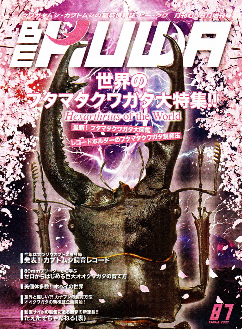 世界のフタマタクワガタ大特集!!