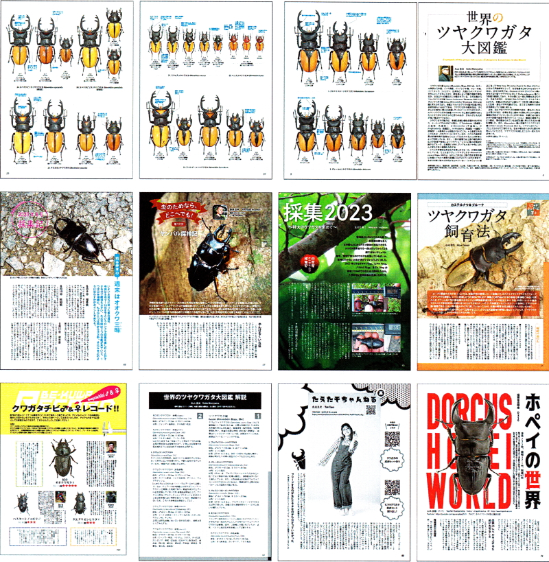 BE・KUWA（ビー・クワ）90号★世界のツヤクワガタ大特集!!