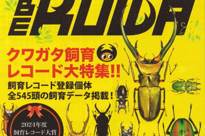 BE・KUWA（ビー・クワ）94号★クワガタ飼育レコード大特集!!