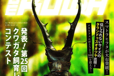 BE・KUWA（ビー・クワ）97号★クワガタ飼育レコードコンテスト!!