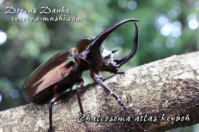 マレー産アトラスオオカブト_イメージ