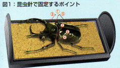 フジコン＞標本コレクターズケース