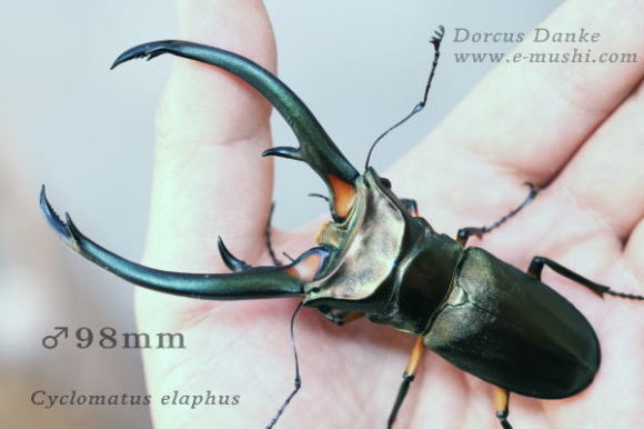 エラフスホソアカクワガタ 98mm