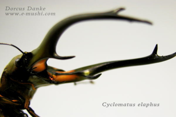 エラフスホソアカクワガタ