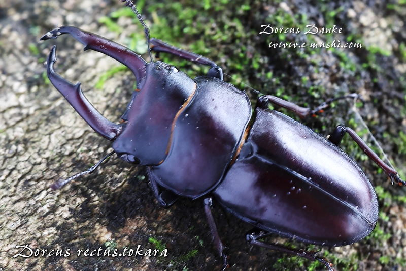 トカラコクワガタ