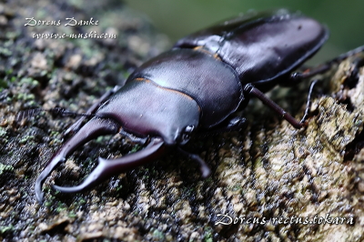 コトカラコクワガタ_イメージ