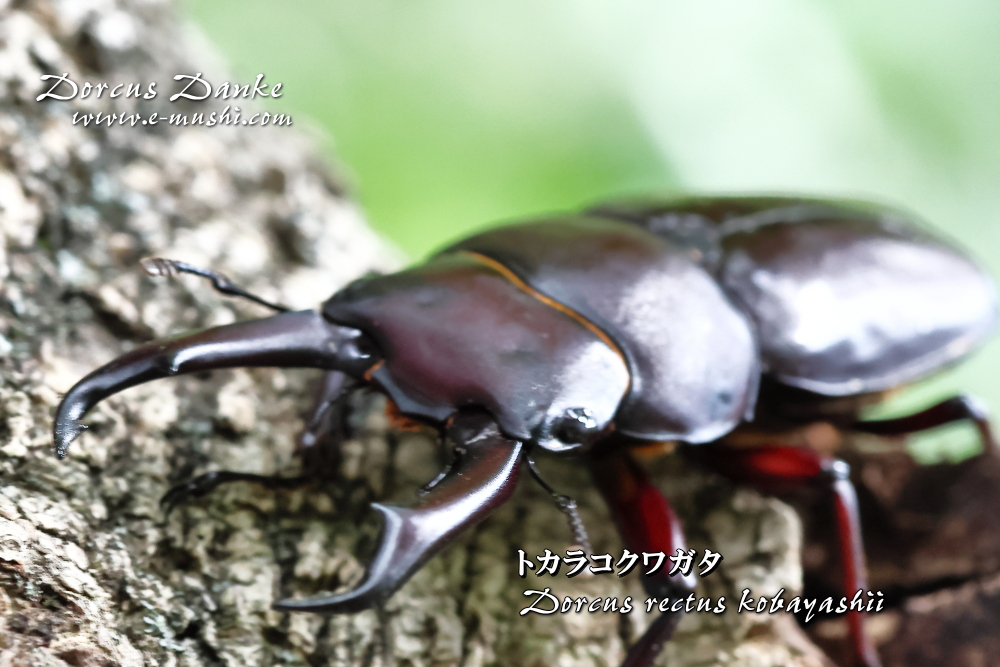 トカラコクワガタ