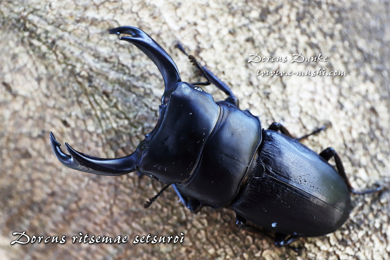 ミンダナオパリーオオクワガタ