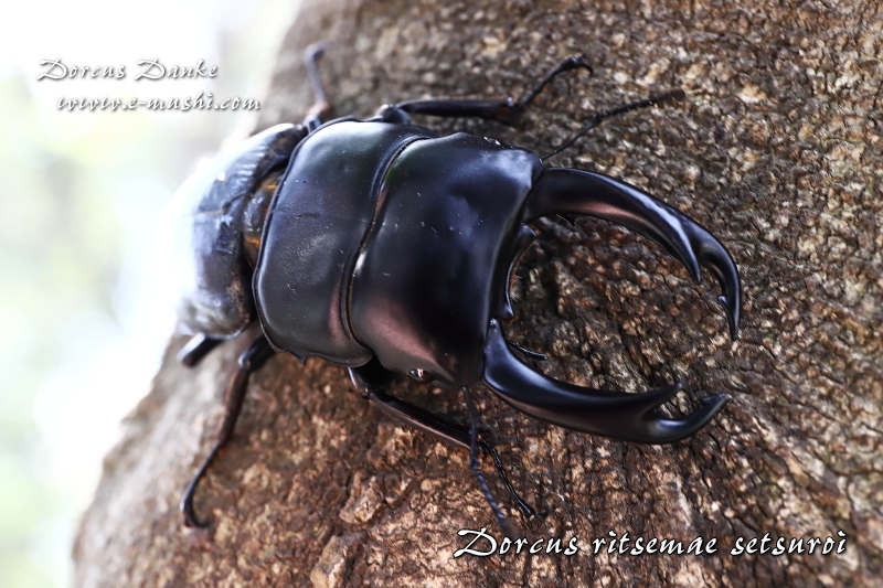 ミンダナオパリーオオクワガタ