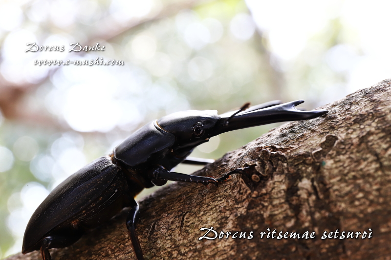 ミンダナオパリーオオクワガタ