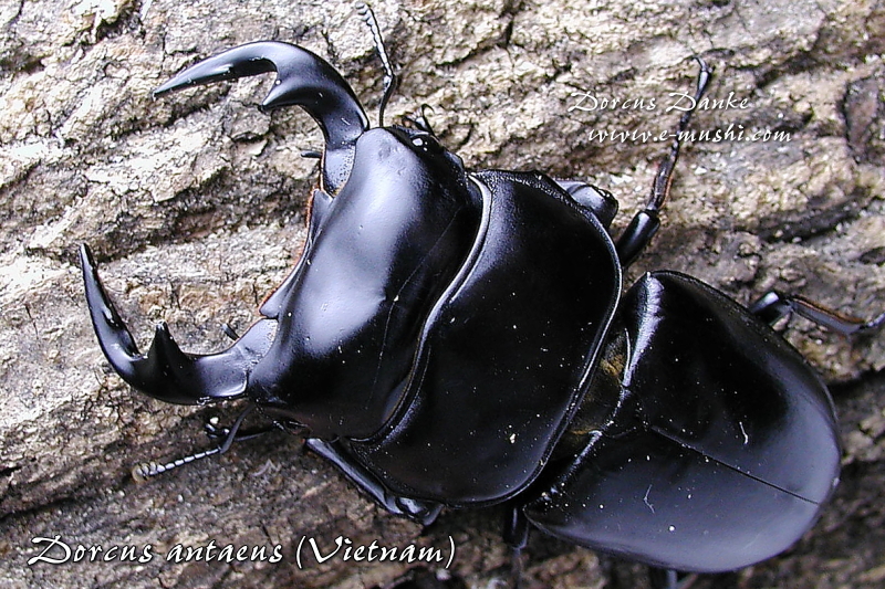 ベトナムアンタエウス