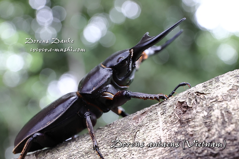 ベトナムアンタエウス