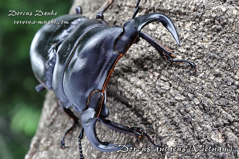 ベトナムアンタエウス