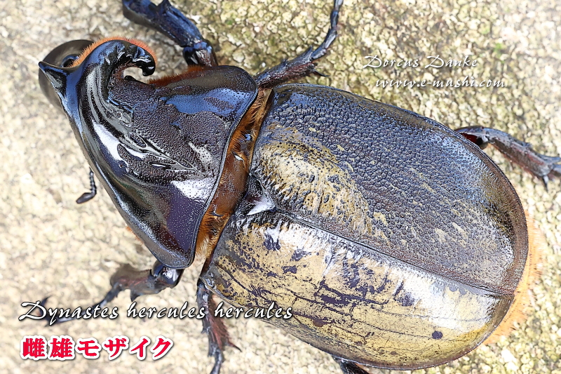 ヘラクレス・ヘラクレス 雌雄モザイク 雌雄同体｜ドルクスダンケ